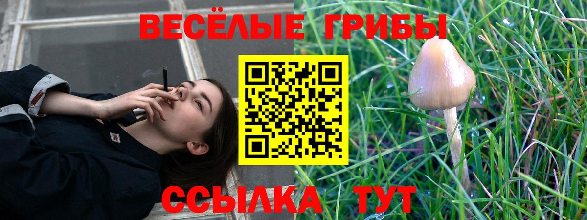 Тында  Псилоцибиновые грибы Magic Shrooms  купить наркотики сайты  Вход с VPN  Псилоцибиновые грибы MAGIC MUSHROOMS 